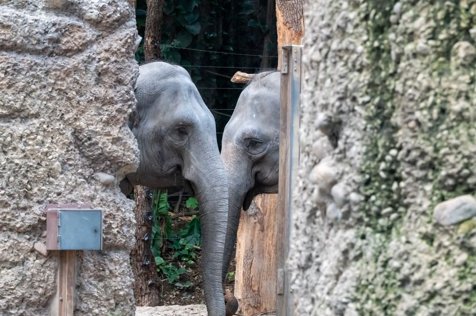 Three elephants, RM53m allegations and a graft probe: MACC looks into Dara, Amoi and Kelat transfer from Taiping Zoo to Japan - Malay Mail