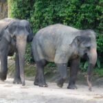 Three elephants, RM53m allegations and a graft probe: MACC looks into Dara, Amoi and Kelat transfer from Taiping Zoo to Japan – Malay Mail