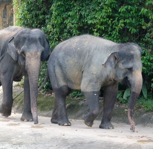 Three elephants, RM53m allegations and a graft probe: MACC looks into Dara, Amoi and Kelat transfer from Taiping Zoo to Japan – Malay Mail