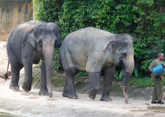 Three elephants, RM53m allegations and a graft probe: MACC looks into Dara, Amoi and Kelat transfer from Taiping Zoo to Japan – Malay Mail