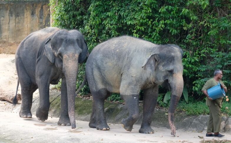 Three elephants, RM53m allegations and a graft probe: MACC looks into Dara, Amoi and Kelat transfer from Taiping Zoo to Japan – Malay Mail