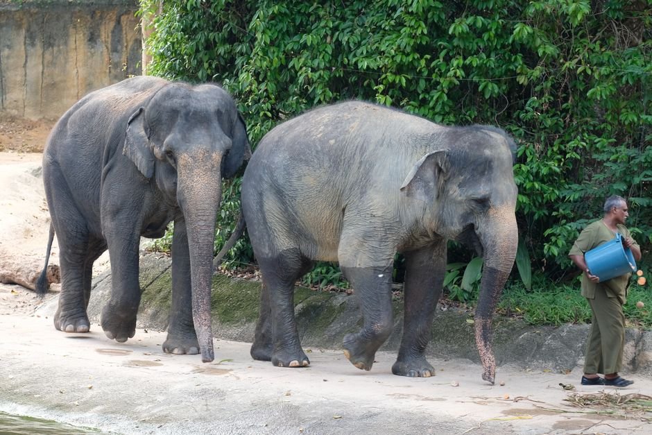 Three elephants, RM53m allegations and a graft probe: MACC looks into Dara, Amoi and Kelat transfer from Taiping Zoo to Japan – Malay Mail