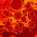 Old muscle stem cells can act young again but there’s a catch – ScienceDaily