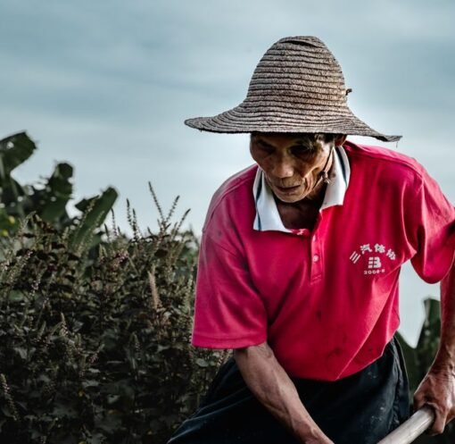 China influencer’s act of kindness ends in tragedy as farmer dies in car crash after shared lunch – The Star