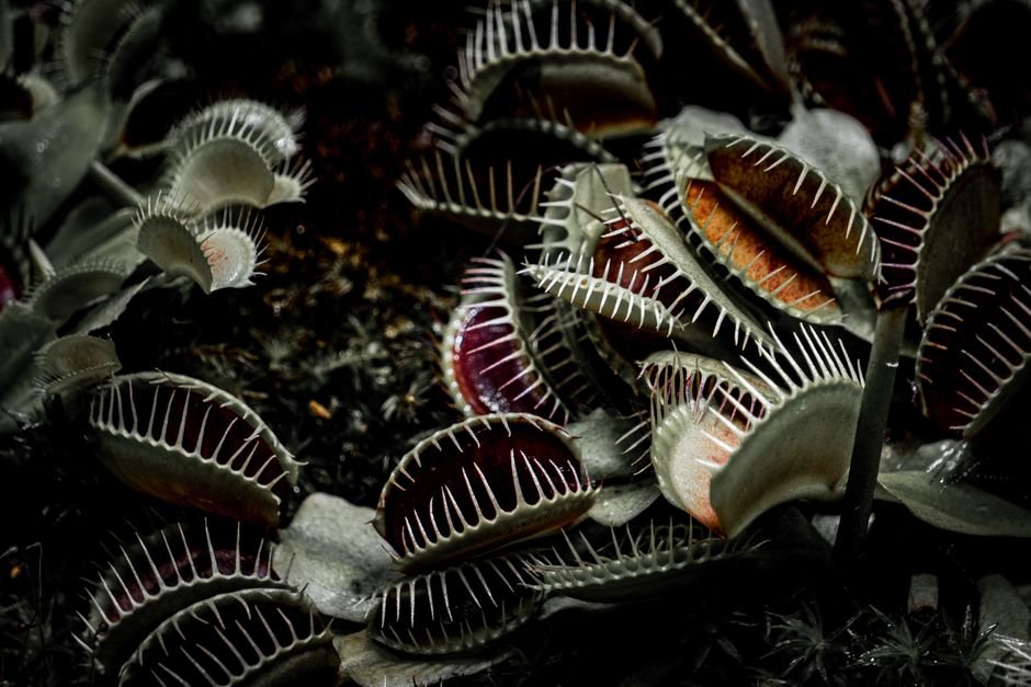 Carnivorous plants confirm 150-year-old Darwin prediction - Asia Research News |