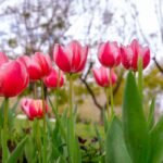 Carnivorous plants confirm 150-year-old Darwin prediction – Asia Research News |