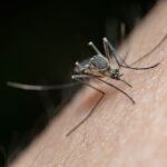 Australian vaccine platform targets emerging mosquito-borne disease threats – The Star