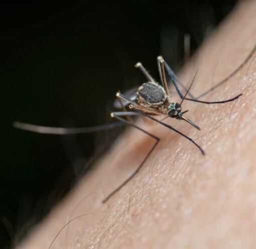 Australian vaccine platform targets emerging mosquito-borne disease threats – The Star
