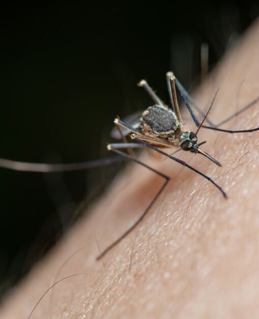 Australian vaccine platform targets emerging mosquito-borne disease threats – The Star