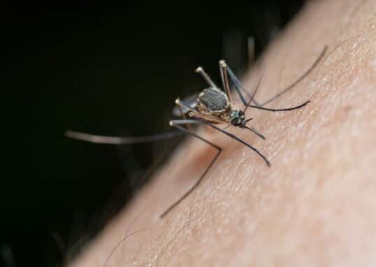 Australian vaccine platform targets emerging mosquito-borne disease threats – The Star