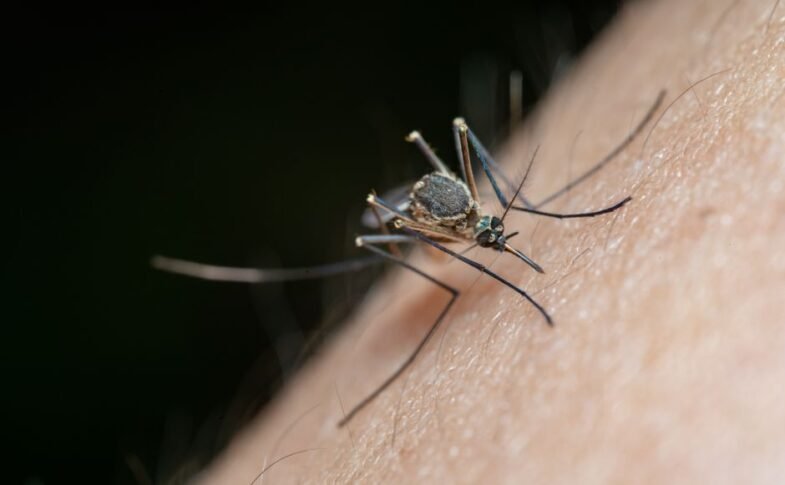 Australian vaccine platform targets emerging mosquito-borne disease threats – The Star