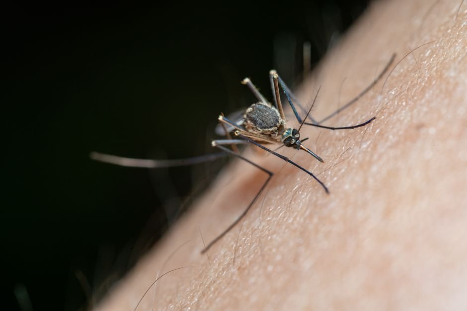 Australian vaccine platform targets emerging mosquito-borne disease threats - The Star