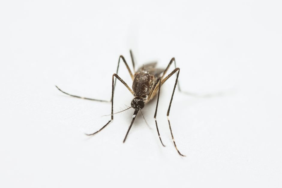 Australian vaccine platform targets emerging mosquito-borne disease threats - The Star