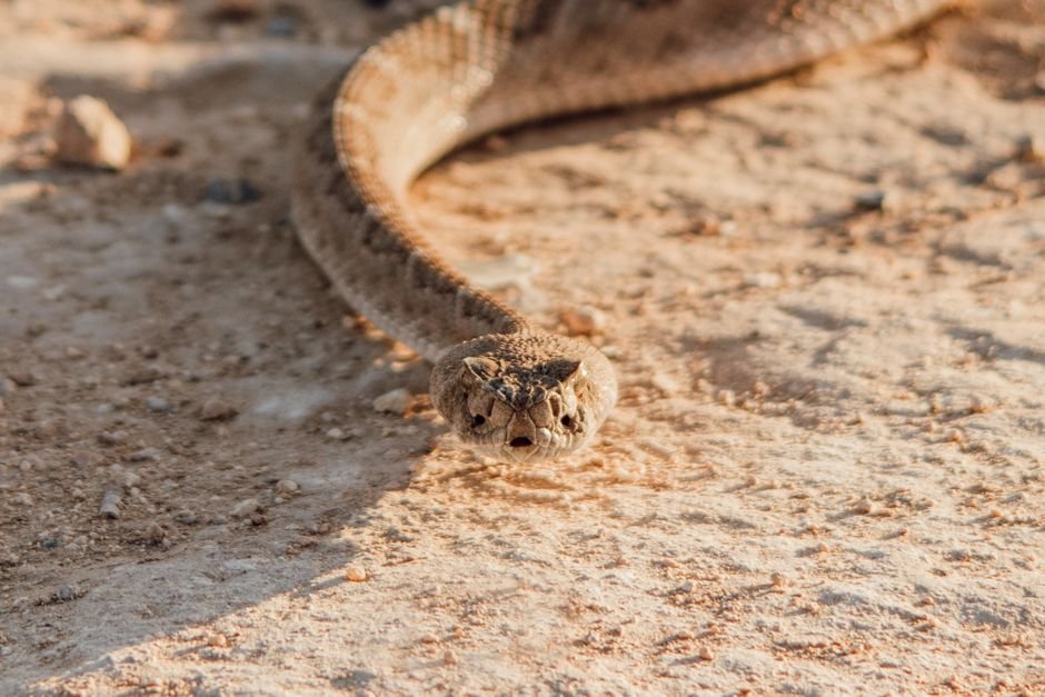 Snake, rattled, rolls away: reptile’s 9mph dash to escape predators - The Times