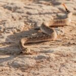 Snake, rattled, rolls away: reptile’s 9mph dash to escape predators – The Times