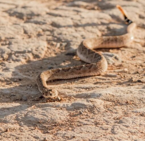 Snake, rattled, rolls away: reptile’s 9mph dash to escape predators – The Times
