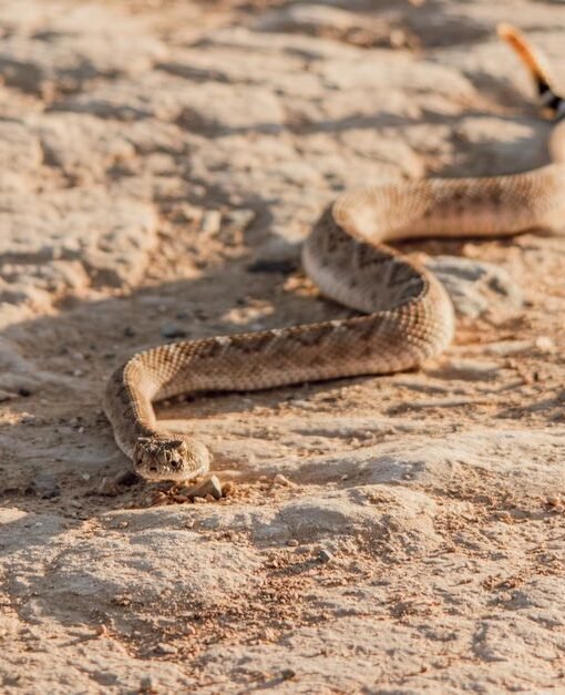 Snake, rattled, rolls away: reptile’s 9mph dash to escape predators – The Times
