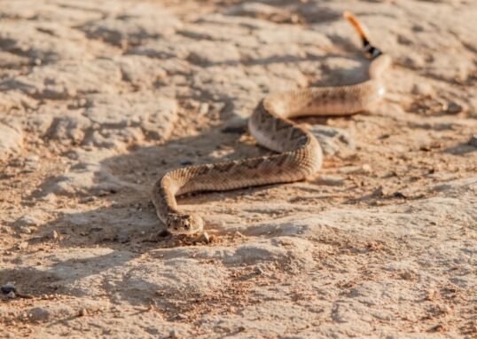 Snake, rattled, rolls away: reptile’s 9mph dash to escape predators – The Times