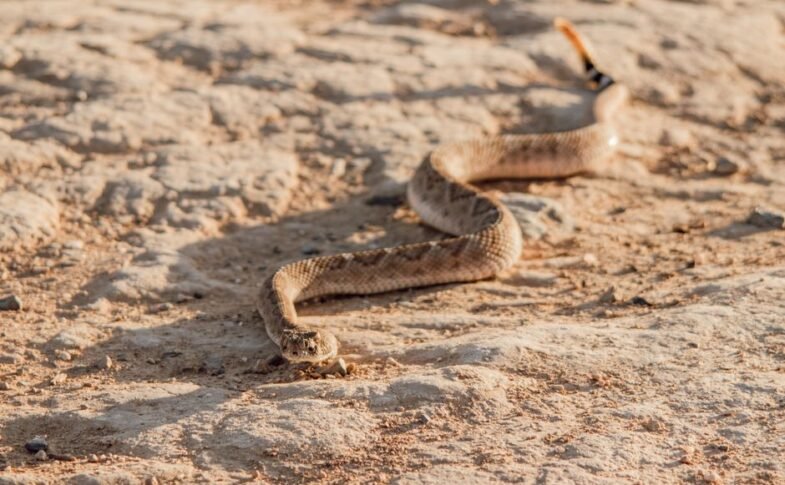 Snake, rattled, rolls away: reptile’s 9mph dash to escape predators – The Times