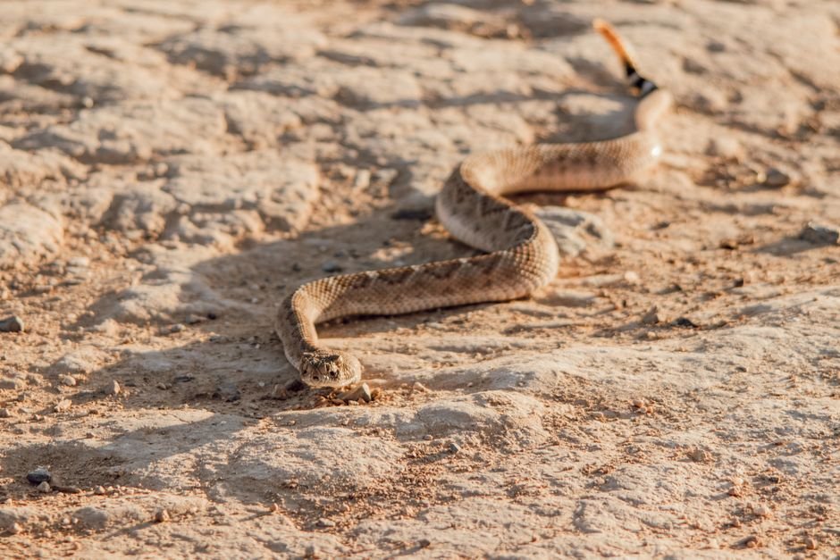Snake, rattled, rolls away: reptile’s 9mph dash to escape predators – The Times